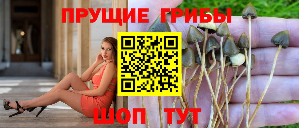 цены наркотик  Псилоцибиновые грибы MAGIC MUSHROOMS  Вход с VPN  Галлюциногенные грибы прущие грибы  Сокол 